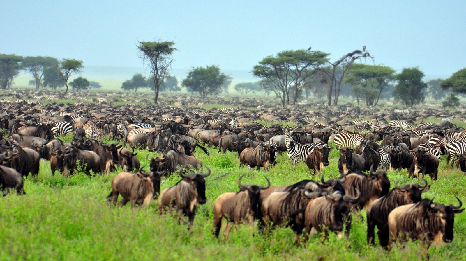 Wildebeest Migration